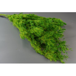 Asparagus miriocladus prep. zöld