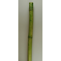 Bambusz 2,1m×4-4,5cm apple green