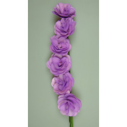 Begónia purple