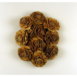 Cédrus rózsa fej 5-7cm natural