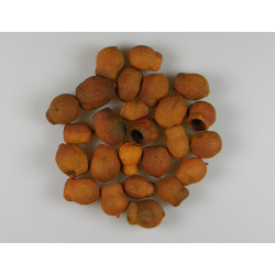 Eukalyptus/Bell Gum narancs