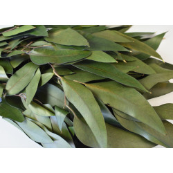 Eukalyptus lándzsa levelű DA prep.söt.zöld