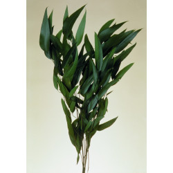 Eukalyptus lándzsa levelű prep.dk.green