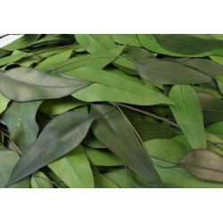 Eukalyptus lándzsa levelű spec. prep. söt.zöld