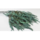 Eukalyptus lándzsa levelű terméssel prep. kék