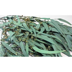 Eukalyptus lándzsa levelű terméssel prep. kék
