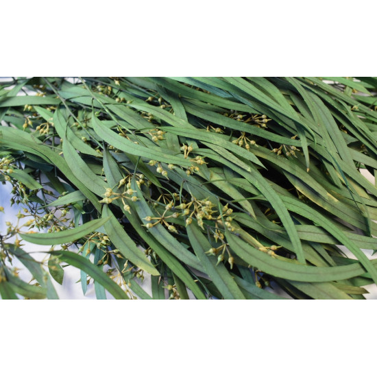Eukalyptus lándzsa levelű terméssel prep. vil.zöld