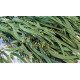 Eukalyptus lándzsa levelű terméssel prep. vil.zöld