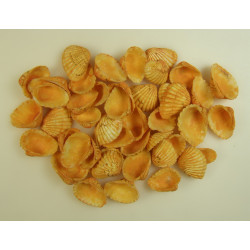 Kagyló 0,5kg Chippi-Szívkagyló 3-5cm kicsi orange