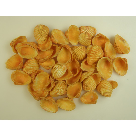 Kagyló 0,5kg Chippi-Szívkagyló 3-5cm kicsi narancs
