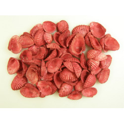 Kagyló 0,5kg Chippi-Szívkagyló 3-5cm kicsi red