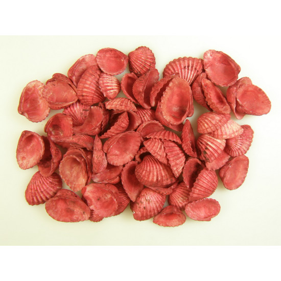 Kagyló 0,5kg Chippi-Szívkagyló 3-5cm kicsi piros