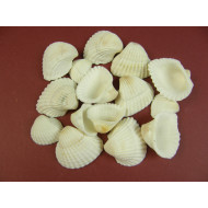 Kagyló 1kg Chippi-Szívkagyló 2-3cm mini fehér nat