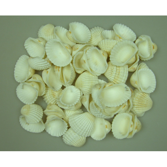 Kagyló 1kg Chippi-Szívkagyló 5-7cm közép fehér nat