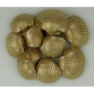 Kagyló Chippi-Szívkagyló 3-5cm kicsi arany