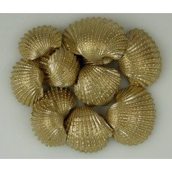 Kagyló Chippi-Szívkagyló 3-5cm kicsi gold