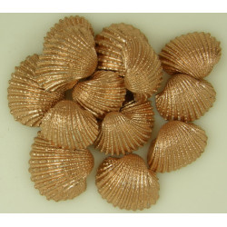 Kagyló Chippi-Szívkagyló 3-5cm kicsi copper
