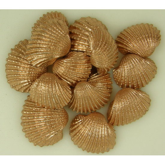 Kagyló Chippi-Szívkagyló 3-5cm kicsi bronz