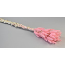 Lagurus ombre rózsaszín
