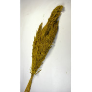 Pampafű 100-110cm sárga