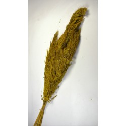 Pampafű 100-110cm sárga