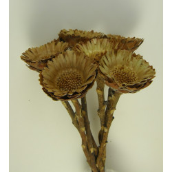 Protea compacta margaréta II.oszt. sötét natural