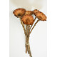 Protea compacta margaréta világos natúr