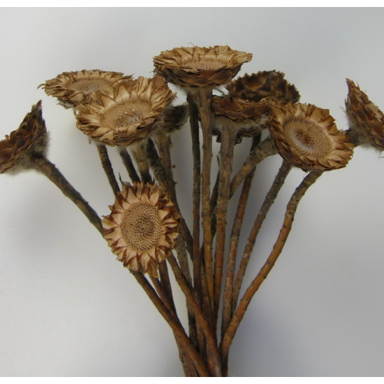 Protea coronata mini krém