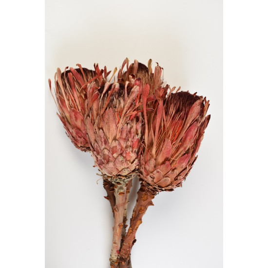 Protea macrophylla piros