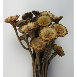 Protea margaréta mini sötét natural