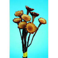 Protea margaréta világos natúr