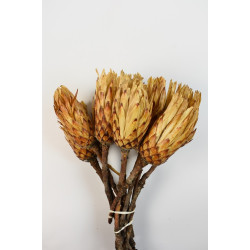 Protea obtusifolia krém
