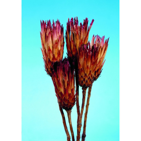 Protea obtusifolia natúr