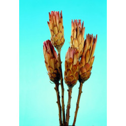 Protea pink natural
