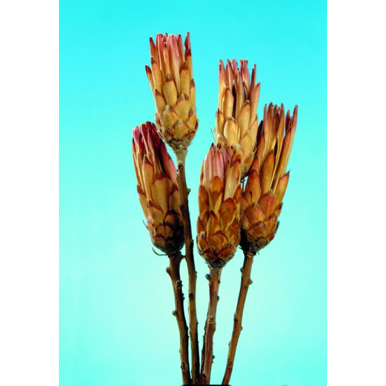 Protea pink natúr