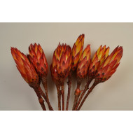 Protea piros bimbó natural