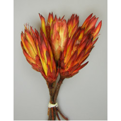 Protea piros II. oszt. natural
