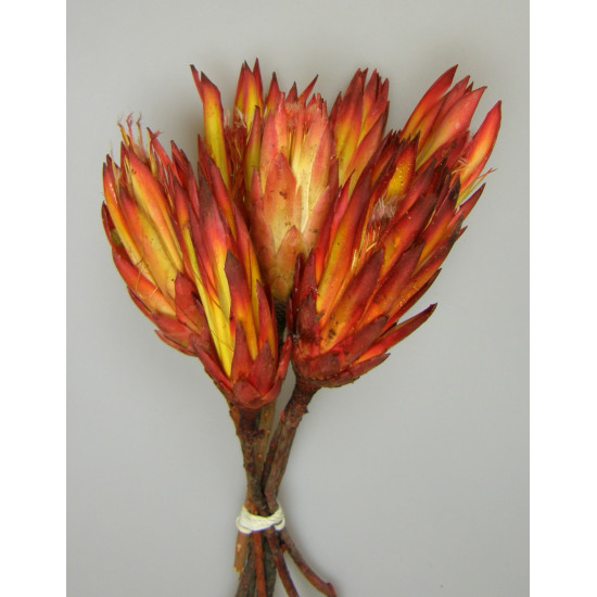 Protea piros II. oszt. natúr