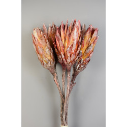 Protea piros II. oszt. white washed