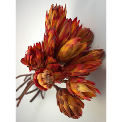Protea piros III. oszt. natural