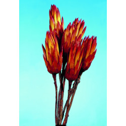 Protea piros natural