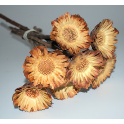 Protea rozetta 6-7cm világos natúr