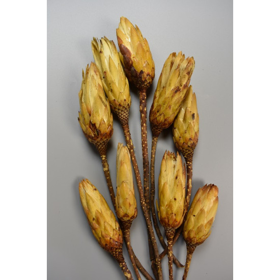 Protea sárga bimbó II. oszt. natúr