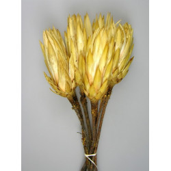 Protea sárga bimbó natúr