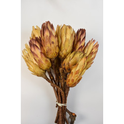 Protea sárga III. oszt. natúr