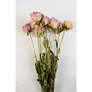 Pünkösdi rózsa rózsaszín natúr