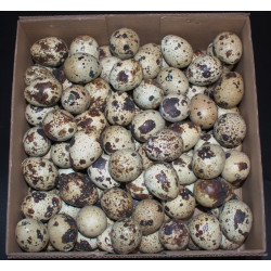 w/b. 100 quail eggsnatural