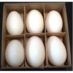 w/b. 6 big goose eggswhite