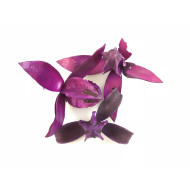 Wildlilie akciós lila