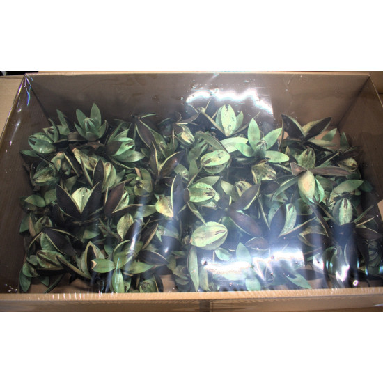 Wildlilie aqua Z100. árcsop. 120db/krt